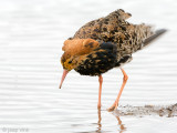 Ruff - Kemphaan - Philomachus pugnax