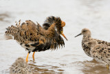 Ruff - Kemphaan - Philomachus pugnax