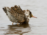 Ruff - Kemphaan - Philomachus pugnax