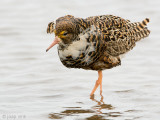 Ruff - Kemphaan - Philomachus pugnax