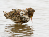 Ruff - Kemphaan - Philomachus pugnax