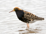 Ruff - Kemphaan - Philomachus pugnax