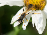 Mud Dauber Wasp - Langsteelgraafwesp - Sceliphron destillatorium