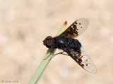 Bombyliid Fly - Wolzwever - Anthrax aethiops