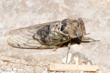 Cicada - Zangcicade - Cicada spec
