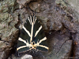 Jersey Tiger - Spaanse Vlag - Euplagia quadripunctaria