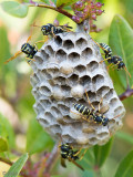 Polistine Wasp - Veldwesp - Polistes spec