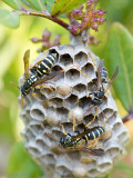 Polistine Wasp - Veldwesp - Polistes spec