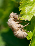 Cicada exuvium - Zangcicade exuvium