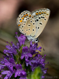 Common Blue -  Icarusblauwtje - Polyommatus icarus