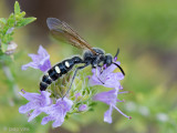 Scoliid Wasp - Dolkwesp - Copa sexmaculata