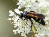 Scoliid Wasp - Dolkwesp - Scolia sexmaculata