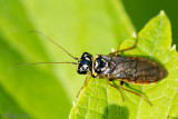 Great web-spinning Pine Sawfly - Spinselbladwesp - Acantholyda posticalis 
