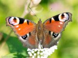 European Peacock Butterrfly - Dagpauwoog - Aglais io