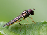 Hoverfly - Gewone Driehoekzweefvlieg - Melanostoma mellinum
