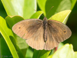 Meadow Brown - Bruin Zandoogje - Maniola jurtina