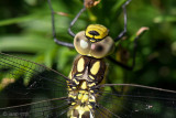 Southern Hawker - Blauwe Glazenmaker - Aeshna cyanea