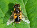 Eristalis Hoverfly - Bosbijvlieg - Eristalis horticola