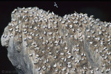 Northern Gannet - Jan-van-Gent - Morus bassanus