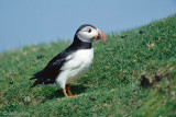 Atlantic Puffin - Papegaaiduiker - Fratercula arctica
