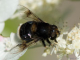Eristalis Hoverfly - Hommelbijvlieg - Eristalis intricaria