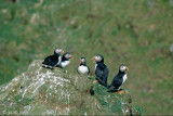 Atlantic Puffin - Papegaaiduiker - Fratercula arctica