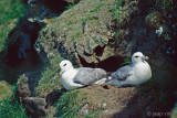 Northern Fulmar - Noordse Stormvogel - Fulmarus glacialis