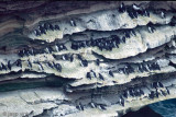 Guillemot - Zeekoet - Uria aalge