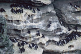 Guillemot - Zeekoet - Uria aalge