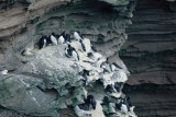 Guillemot - Zeekoet - Uria aalge