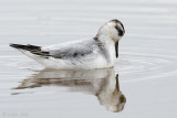 Red Phalarope - Rosse Franjepoot -  Phalaropus fulicarius