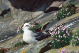 Northern Fulmar - Noordse Stormvogel - Fulmarus glacialis