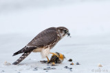 Merlin - Smelleken - Falco columbarius