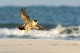 Peregrine - Slechtvalk - Falco peregrinus