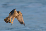 Peregrine - Slechtvalk - Falco peregrinus