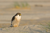 Peregrine - Slechtvalk - Falco peregrinus