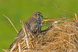 Merlin - Smelleken - Falco columbarius
