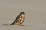 Merlin - Smelleken - Falco columbarius