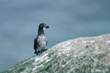 Least Auklet - Dwergalk - Aethia pusilla