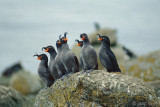 Crested Auklet - Kuifalk - Aethia cristatella