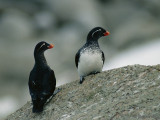 Crested Auklet - Kuifalk - Aethia cristatella