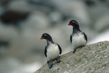 Parakeet Auklet - Papegaaialk - Aethia psittacula
