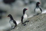 Parakeet Auklet - Papegaaialk - Aethia psittacula