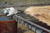 Preparing Walrus hides - Bewerken van Walrushuiden