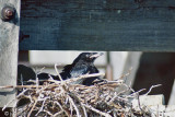 Raven nest with young - Nest van een Raaf met jongen 