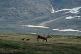 Moose - Eland - Alces alces