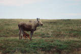 Moose - Eland - Alces alces