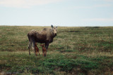 Moose - Eland - Alces alces