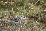 Rock Sandpiper - Beringstrandloper - Calidris ptilocnemis