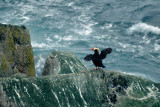 Crested Puffin - Kuifpapegaaiduiker - Fratercula cirrhata